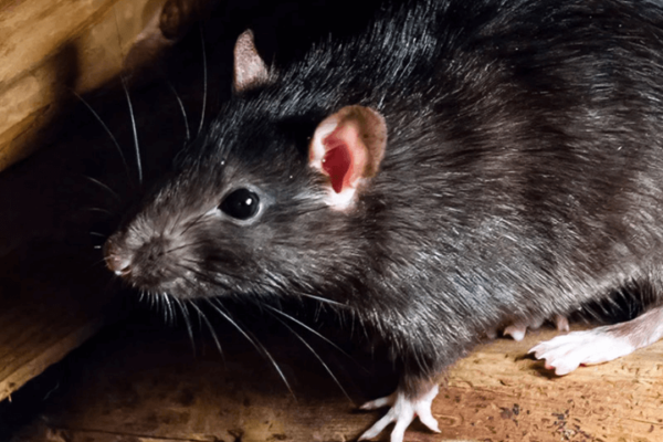 How to Prevent Rodents from Infesting Your Home and Posing Risks